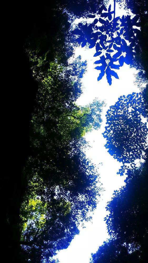 文中哪些地方可以看出德国林业局官员执法如山请至少列举两条事例-专业问答网站